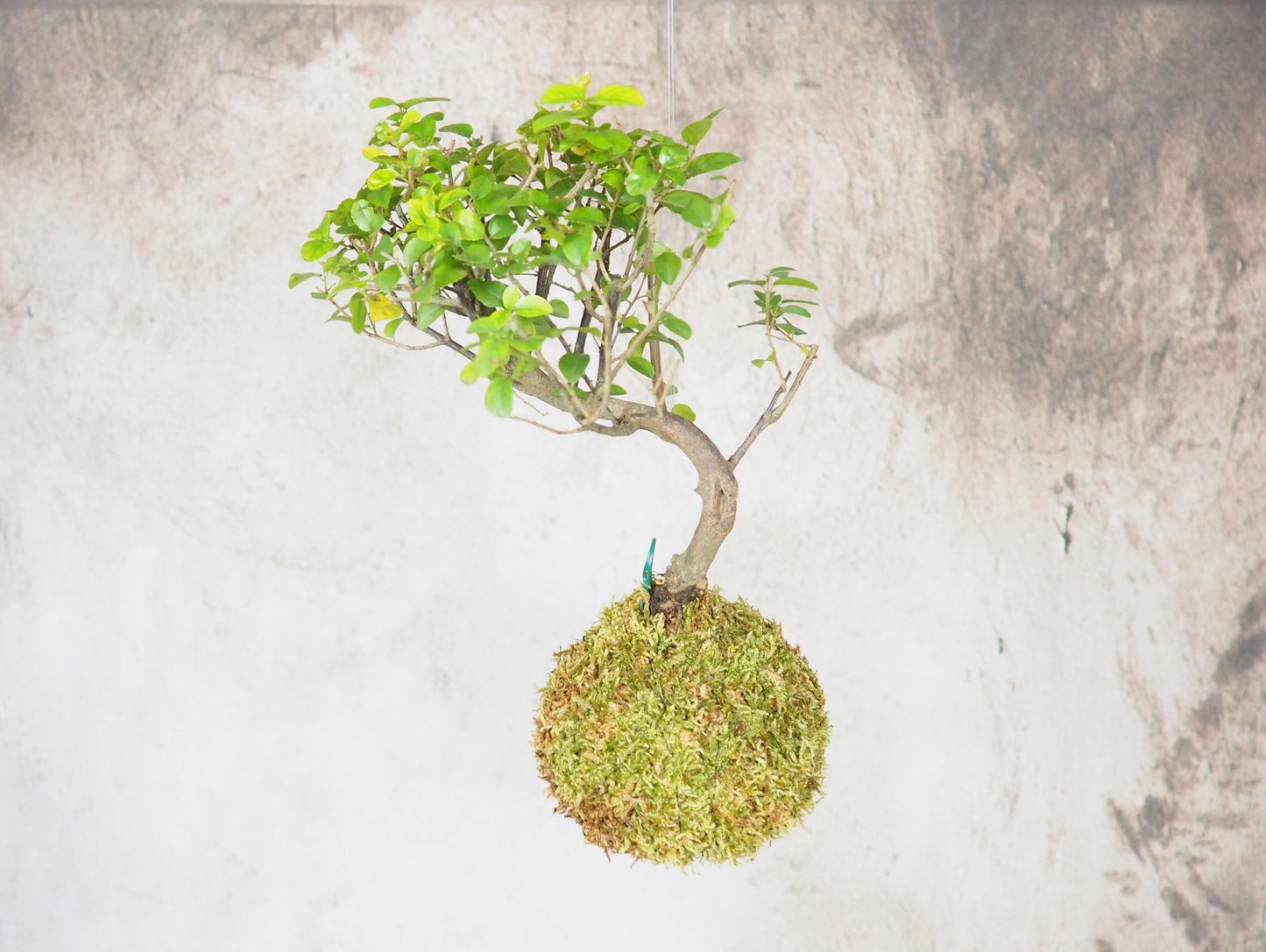 Kokedama Bonsai Favor 