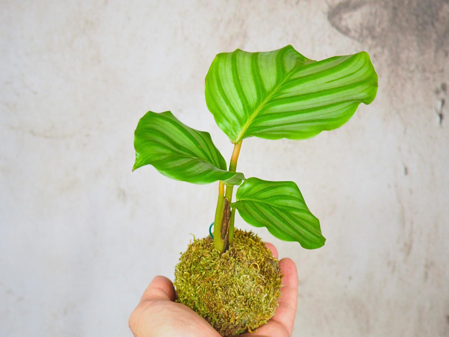 Kokedama Mix Green Favor