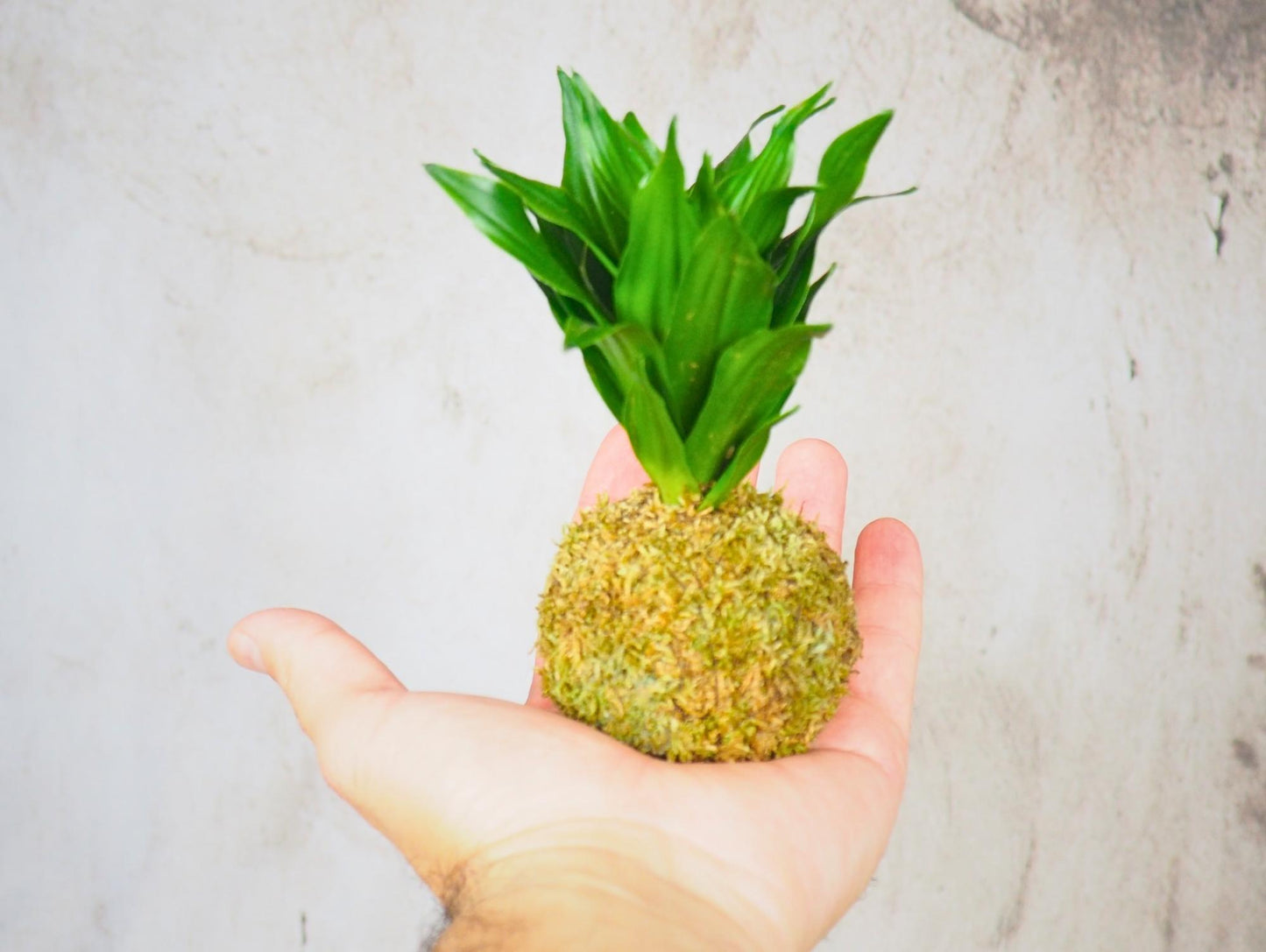 Kokedama Mix Green Favor