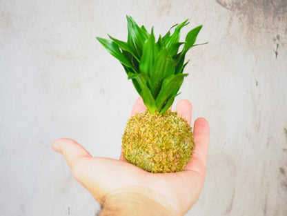Kokedama Mix Green Favor