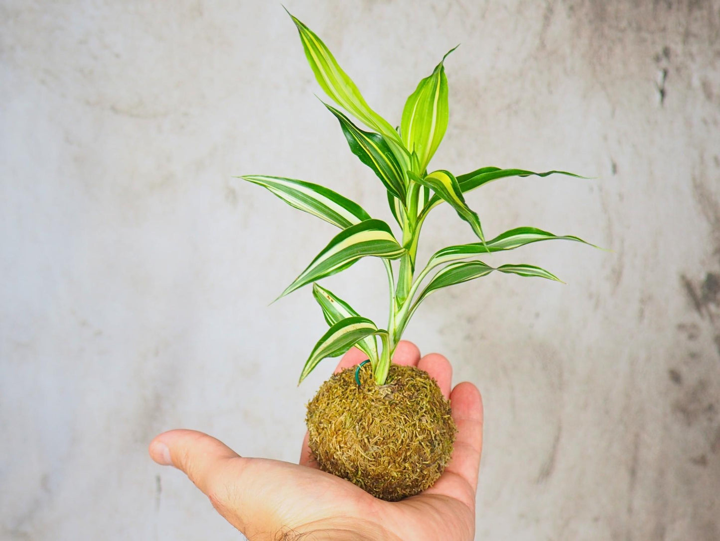 Kokedama Mix Green Favor