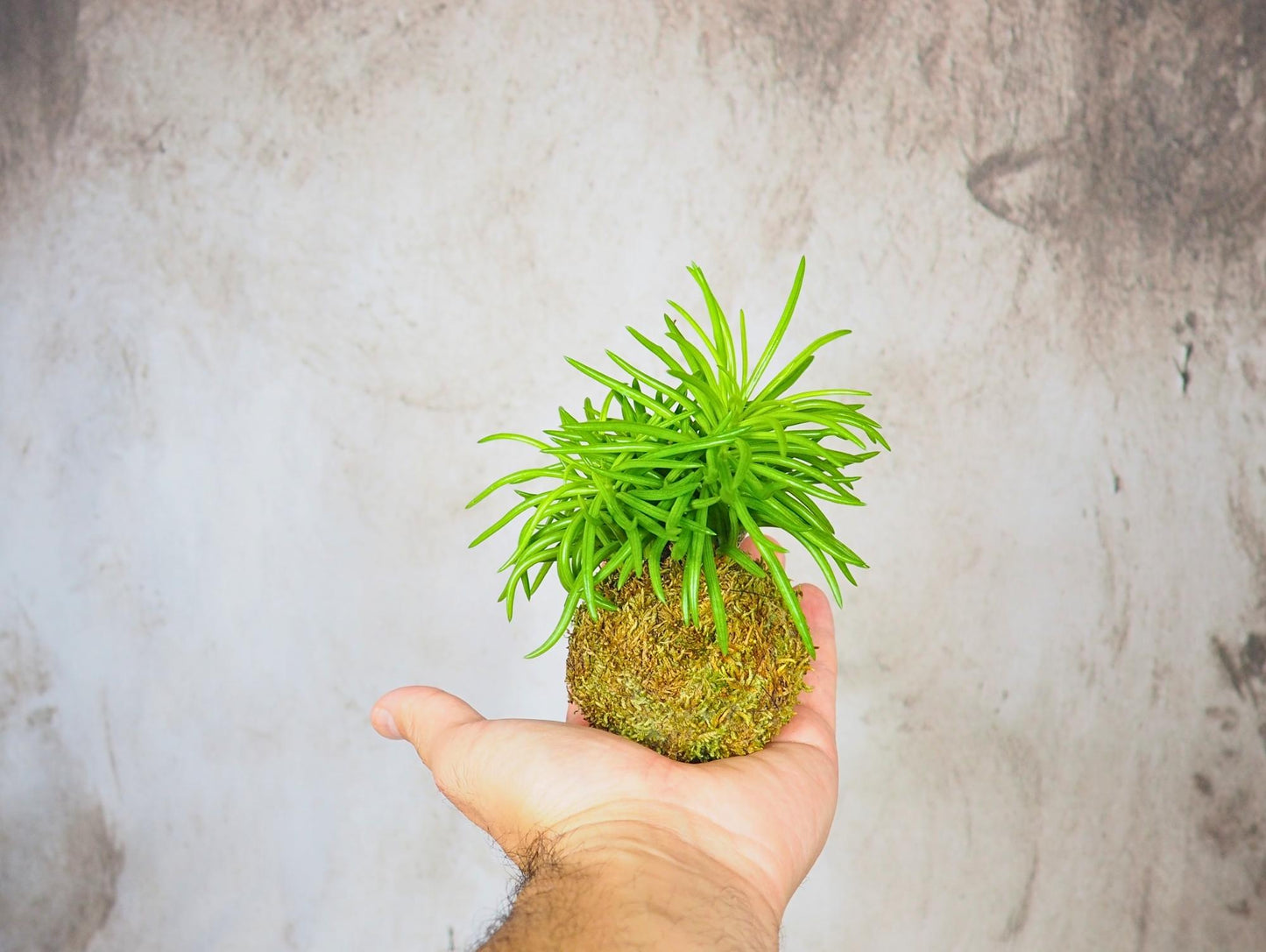 Kokedama Mix Green Favor
