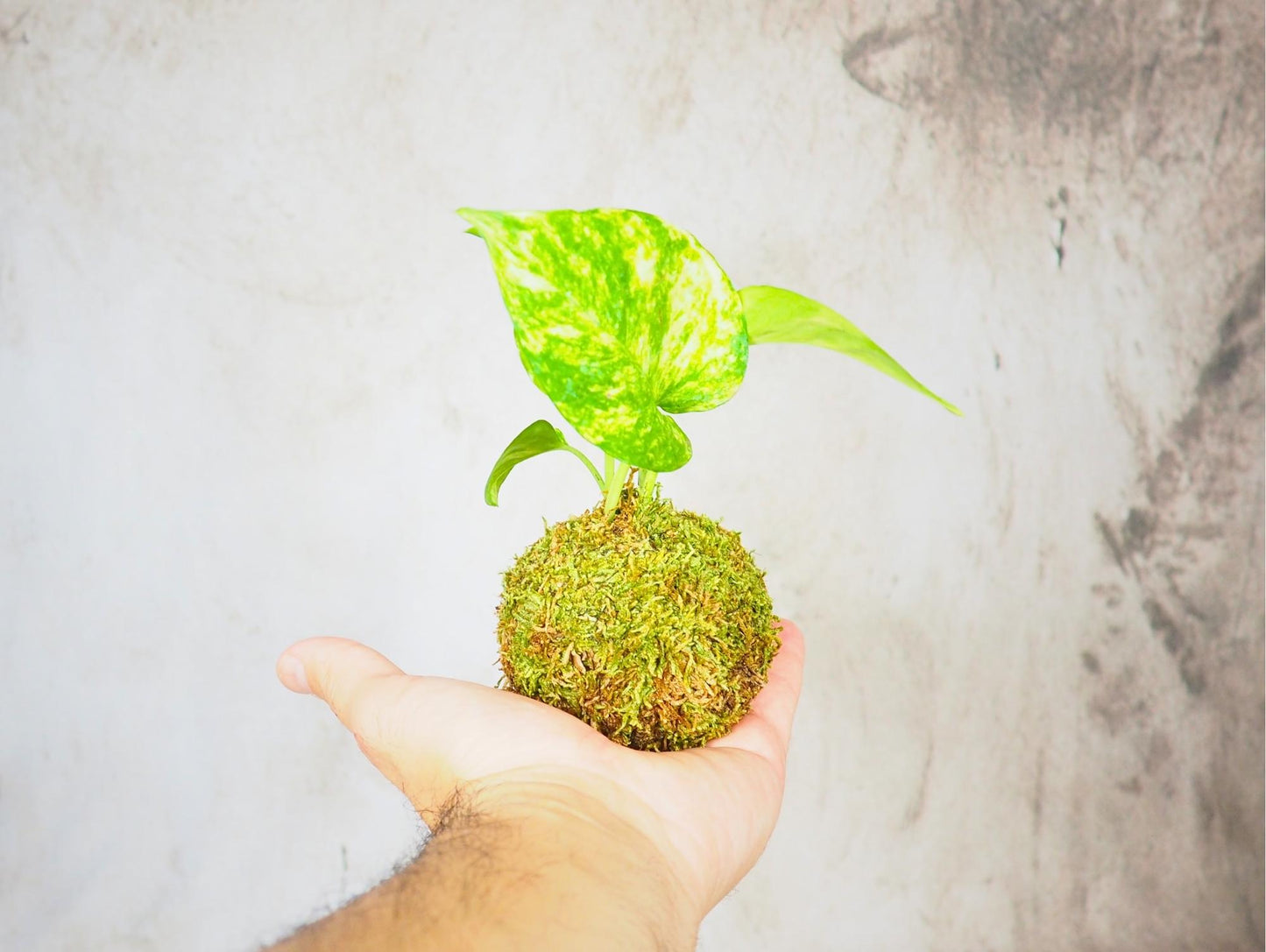 Kokedama Mix Green Favor