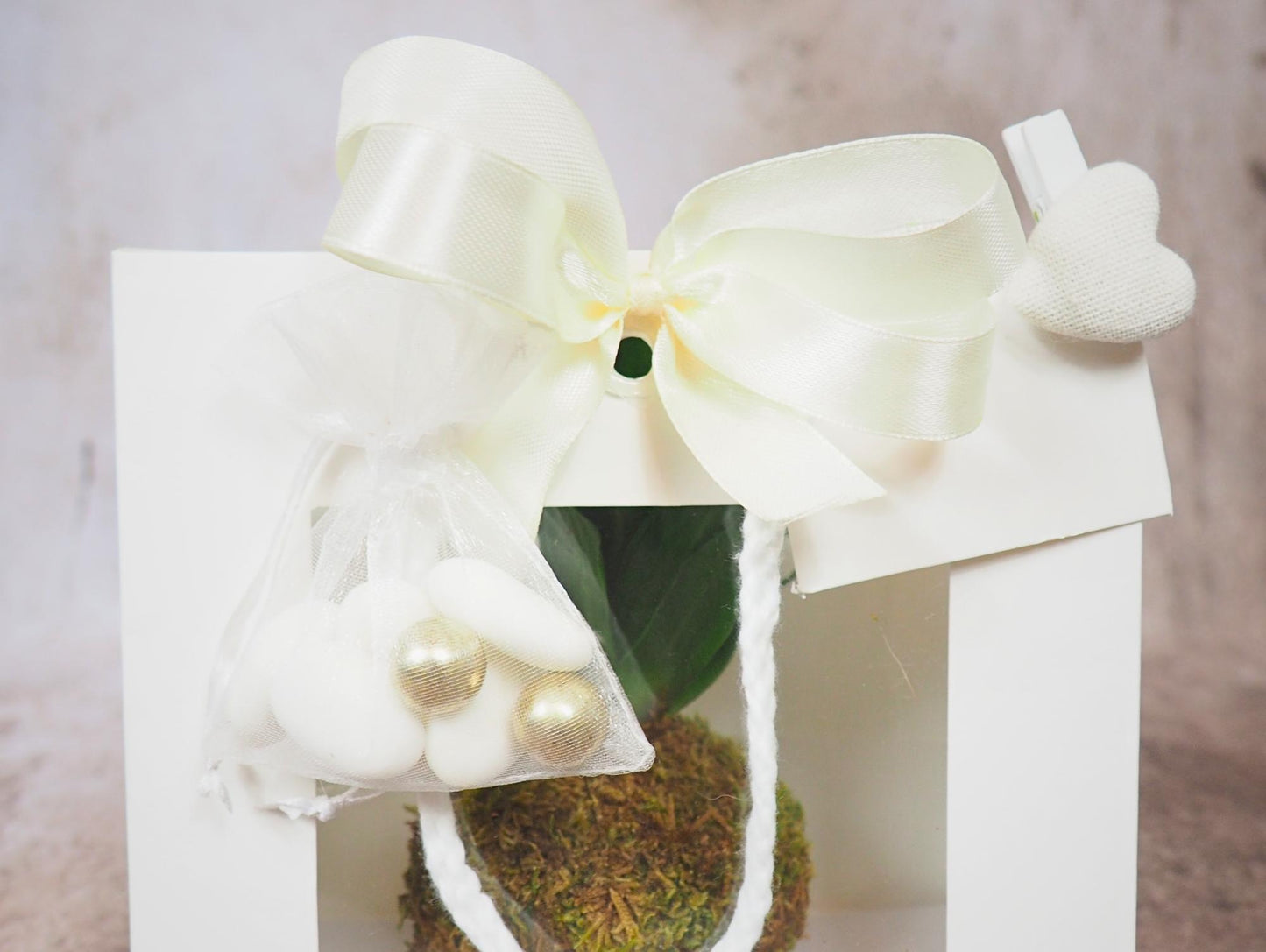 Kokedama Mix Green Favor