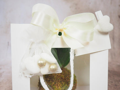 Kokedama Mix Green Favor