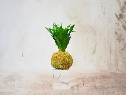 Kokedama Mix Green Favor