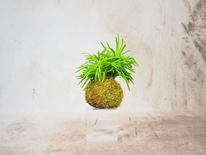 Kokedama Mix Green Favor