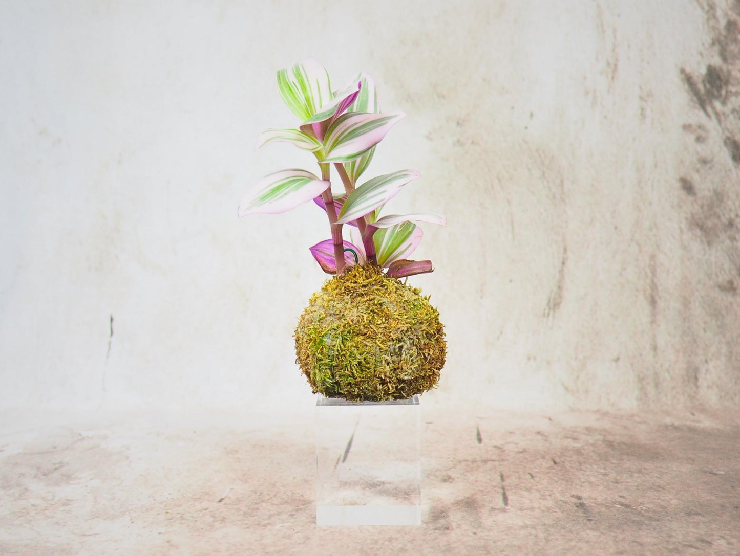 Kokedama Mix Green Favor