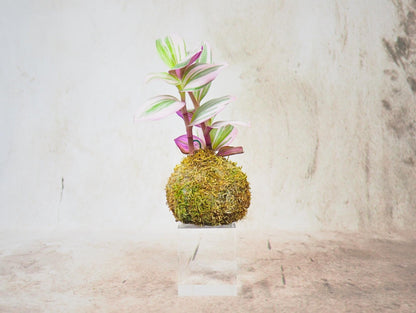 Kokedama Mix Green Favor