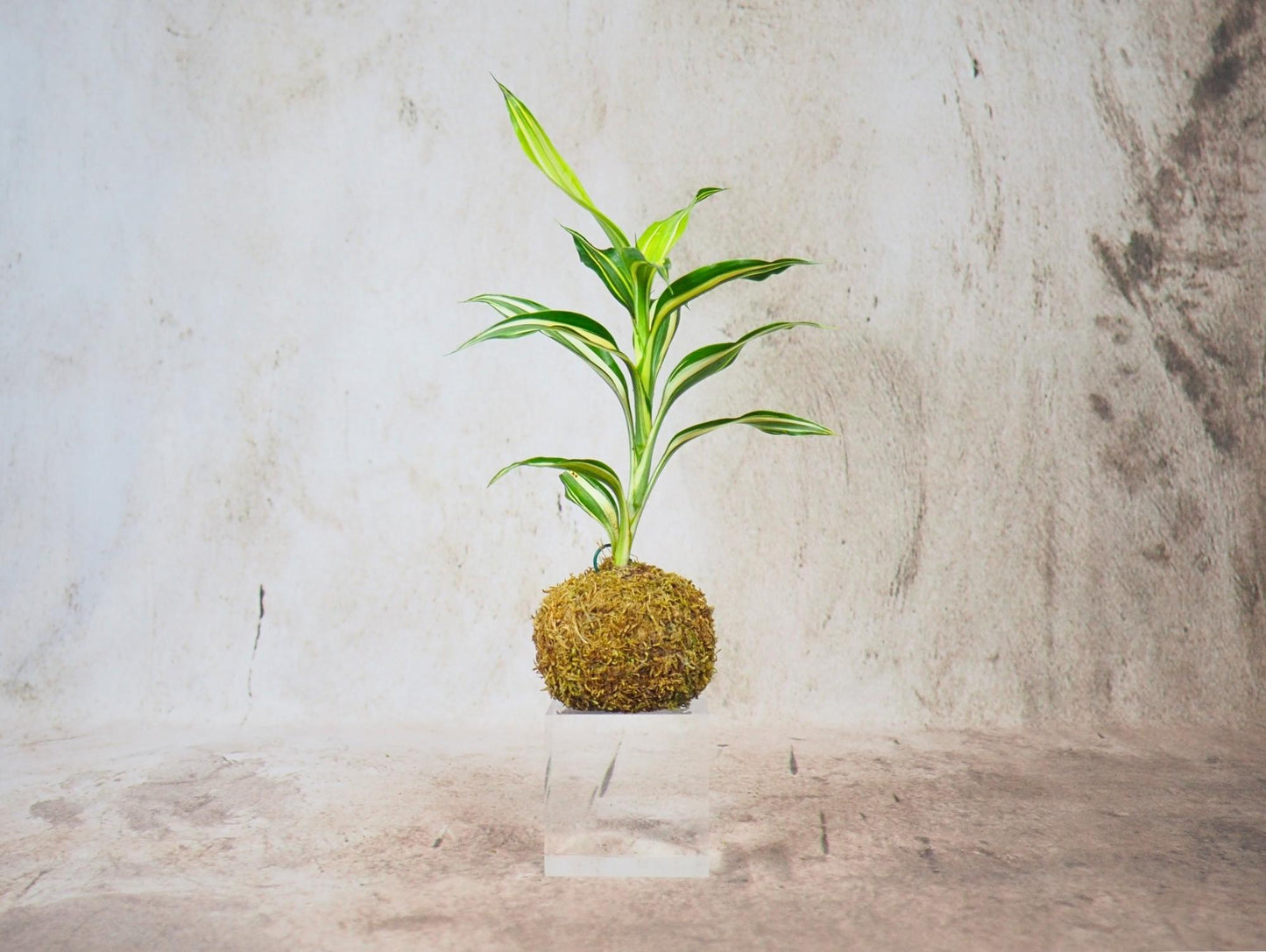 Kokedama Mix Green Favor