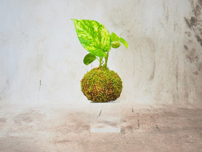 Kokedama Mix Green Favor