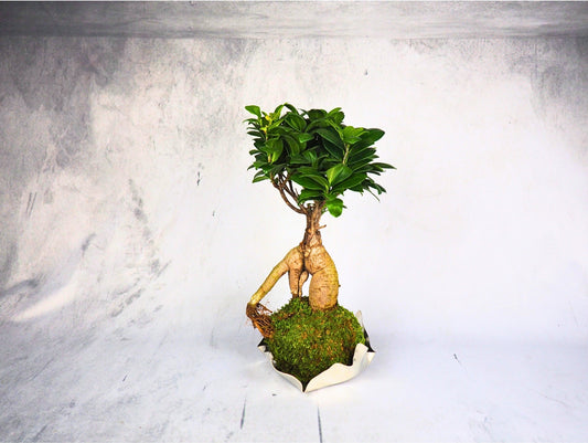 Bonsai Ficus Ginseng kokedama pianta da interno 