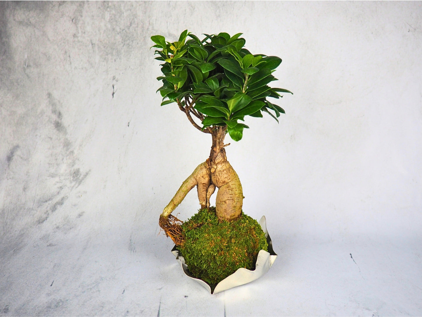 Bonsai Ficus Ginseng kokedama pianta da interno 