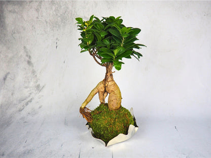 Bonsai Ficus Ginseng kokedama pianta da interno 