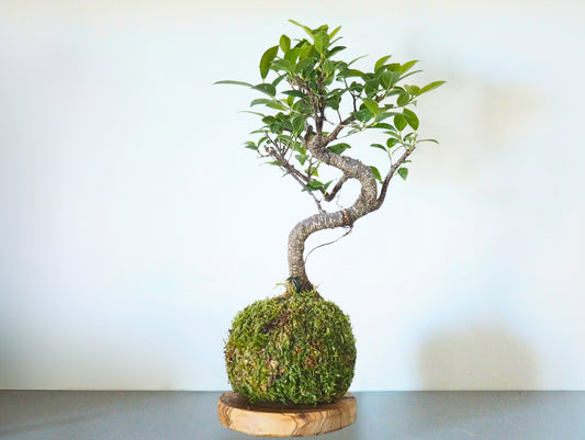 Ficus Retusa Bonsai Kokedama