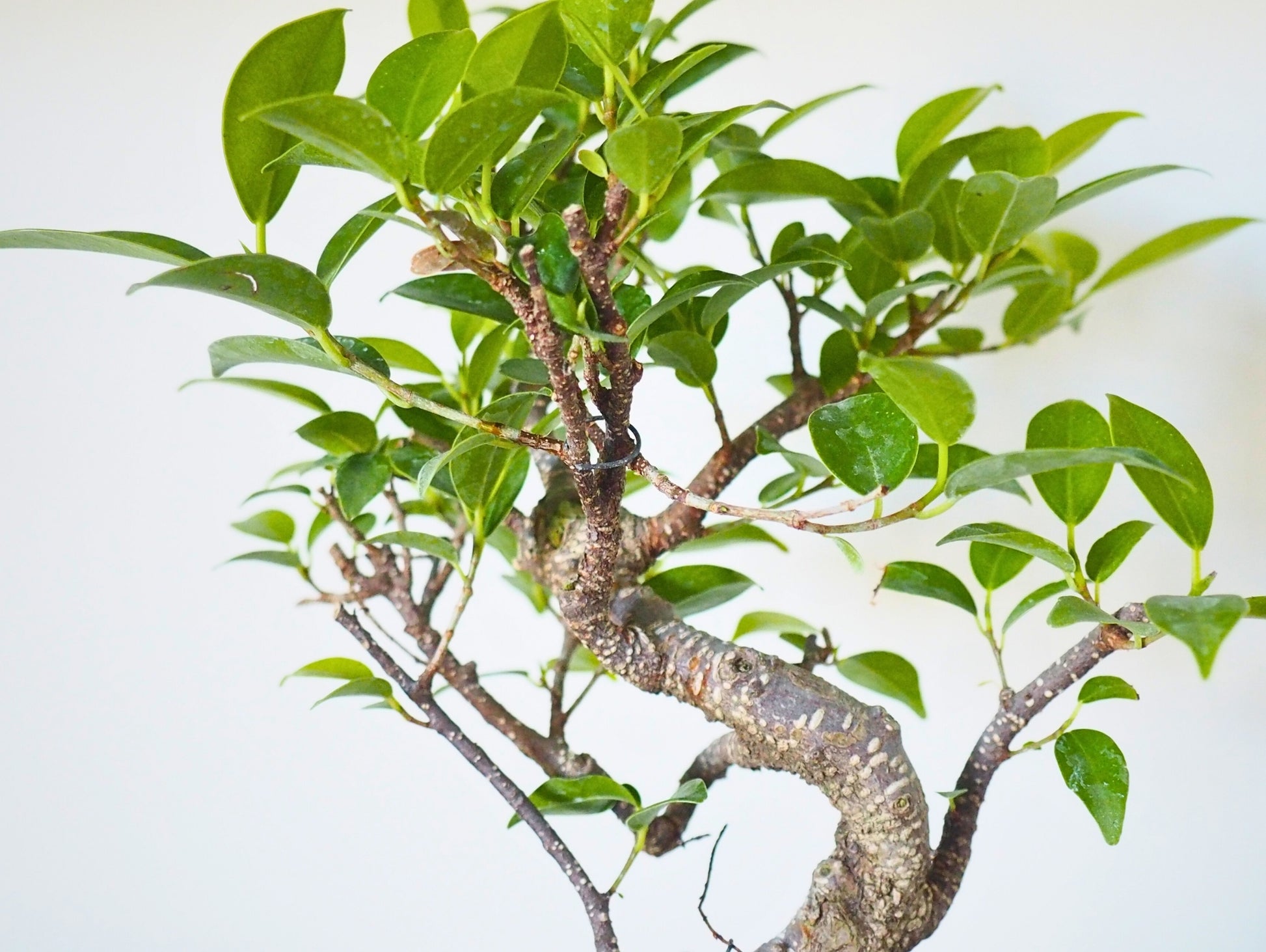 Ficus Retusa Bonsai Kokedama