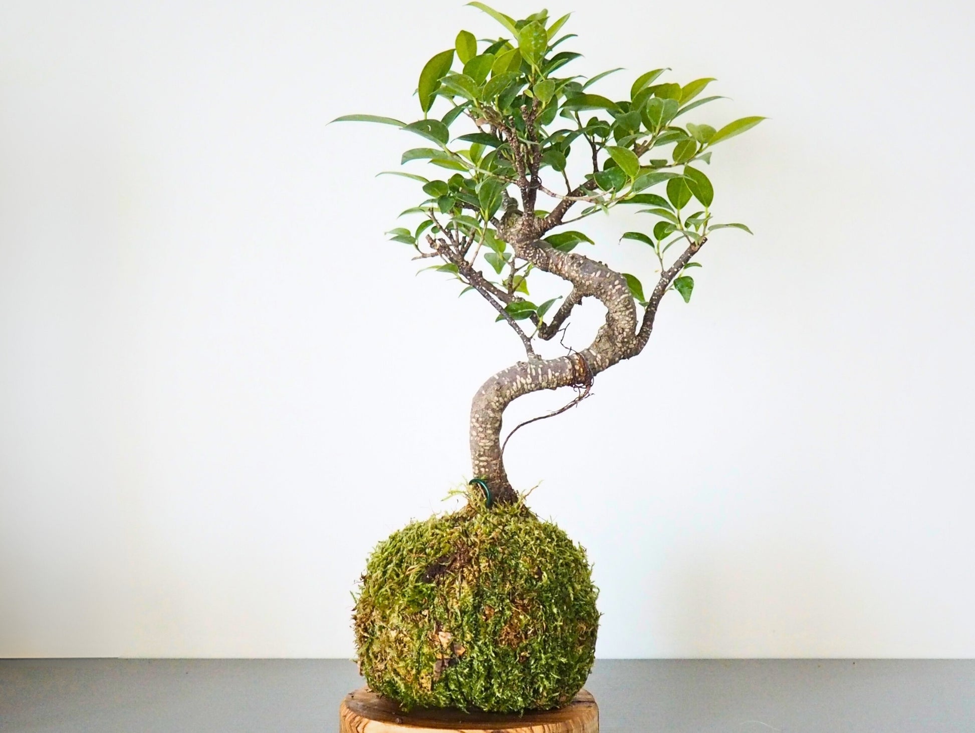 Acquista a buon mercato Bonsai artificiali da - Italia Acquista a buon mercato Bonsai artificiali da - Italia