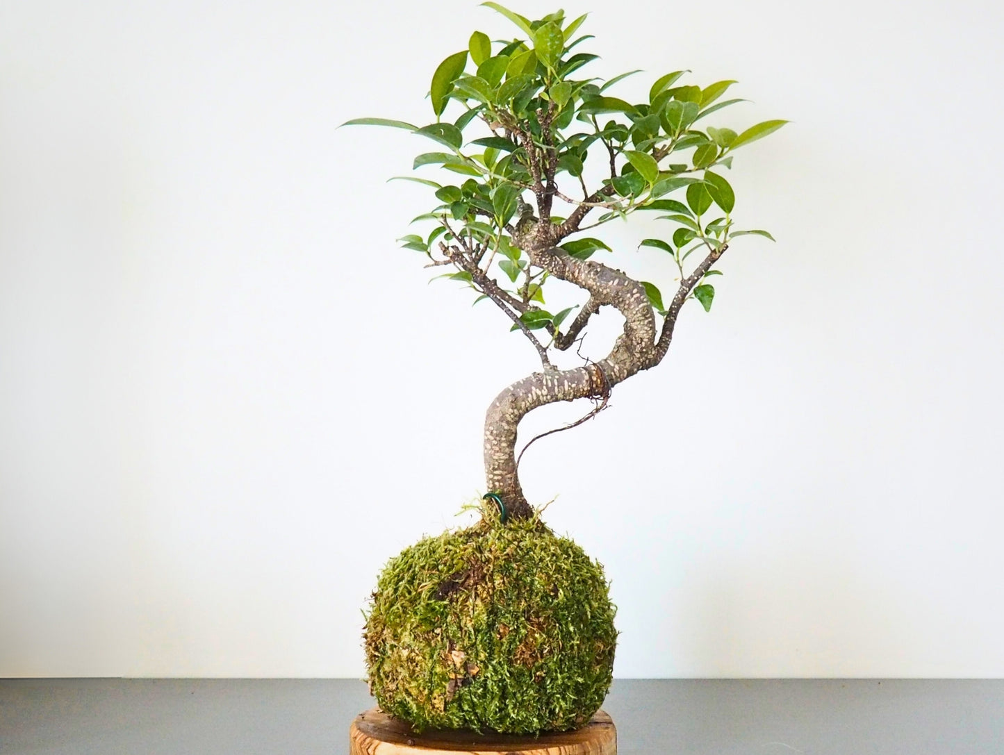 Ficus Retusa Bonsai Kokedama
