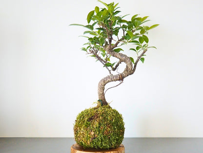 Ficus Retusa Bonsai Kokedama
