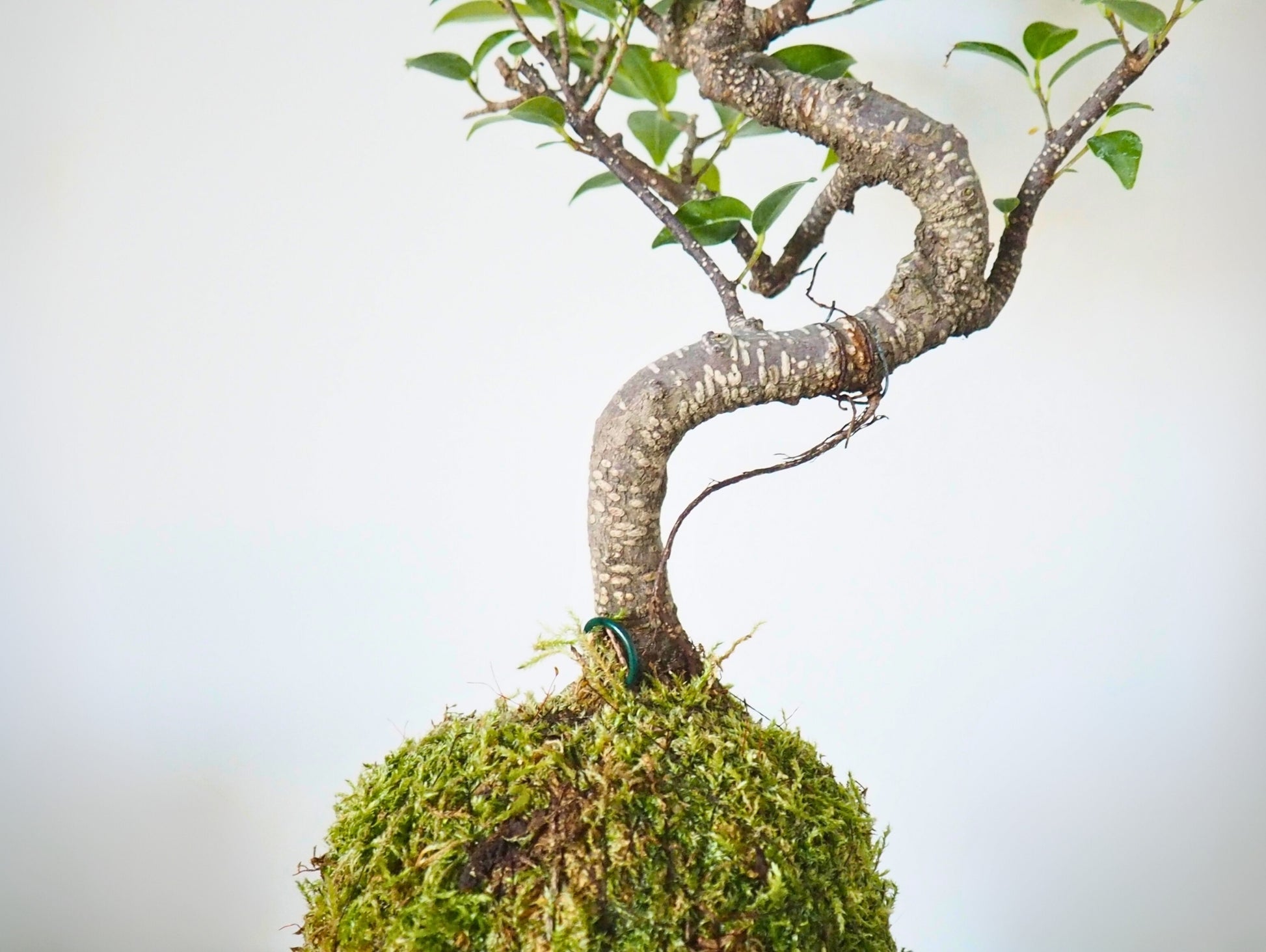Ficus Retusa Bonsai Kokedama