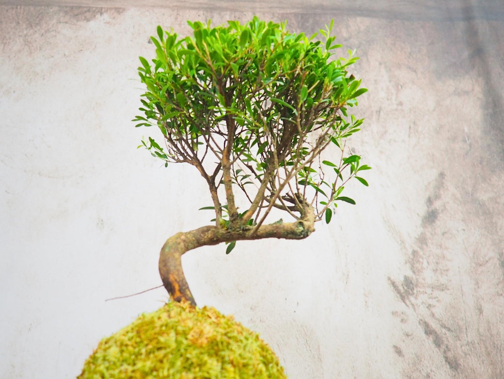 Mirto Syzygium Kokedama