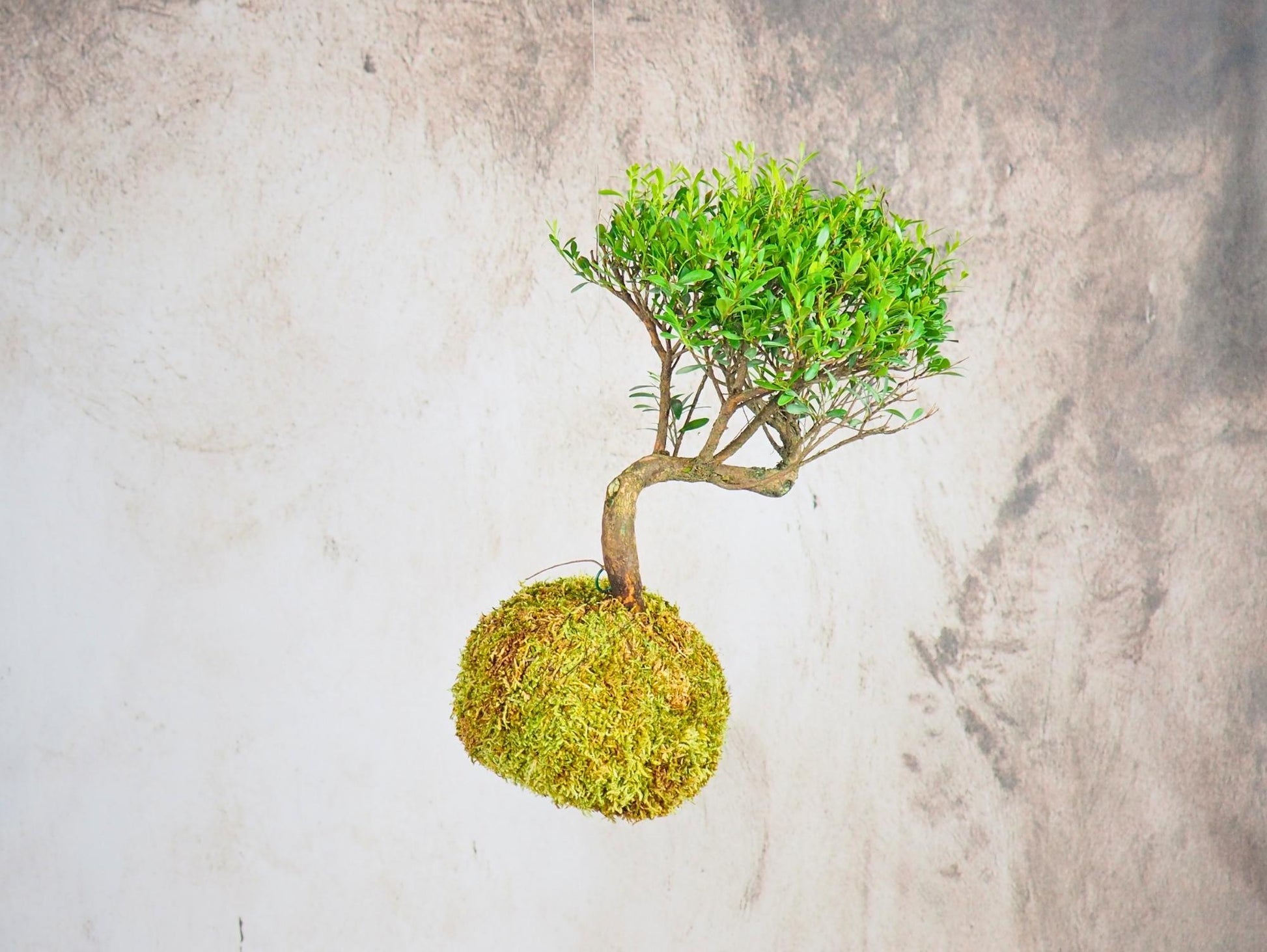 Mirto Syzygium Kokedama