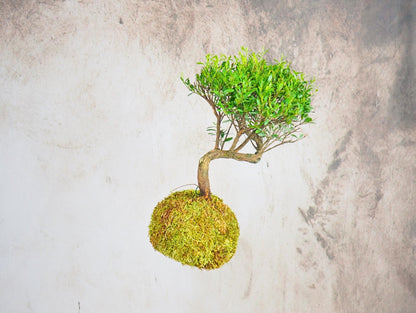 Mirto Syzygium Kokedama