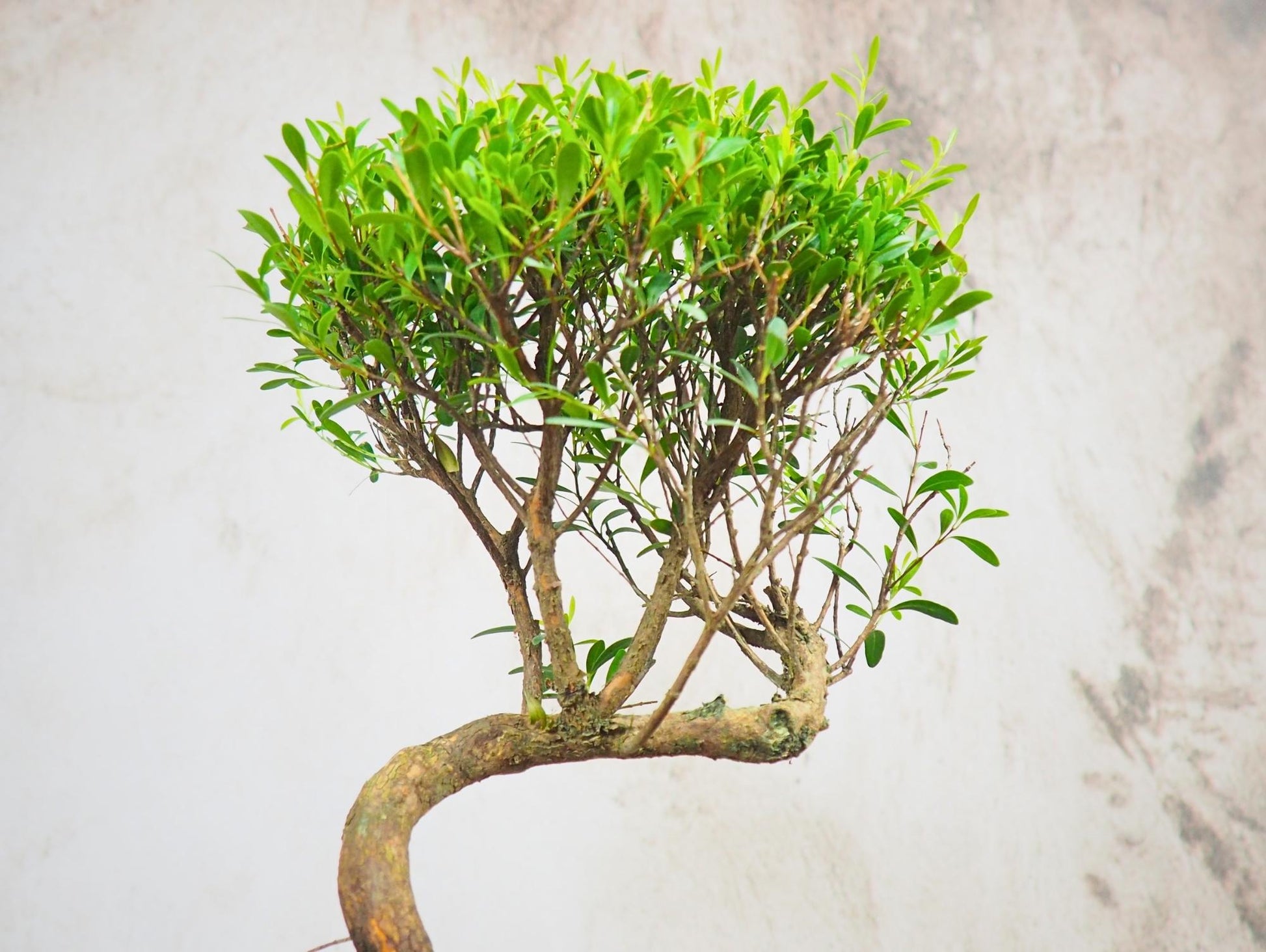 Mirto Syzygium Kokedama