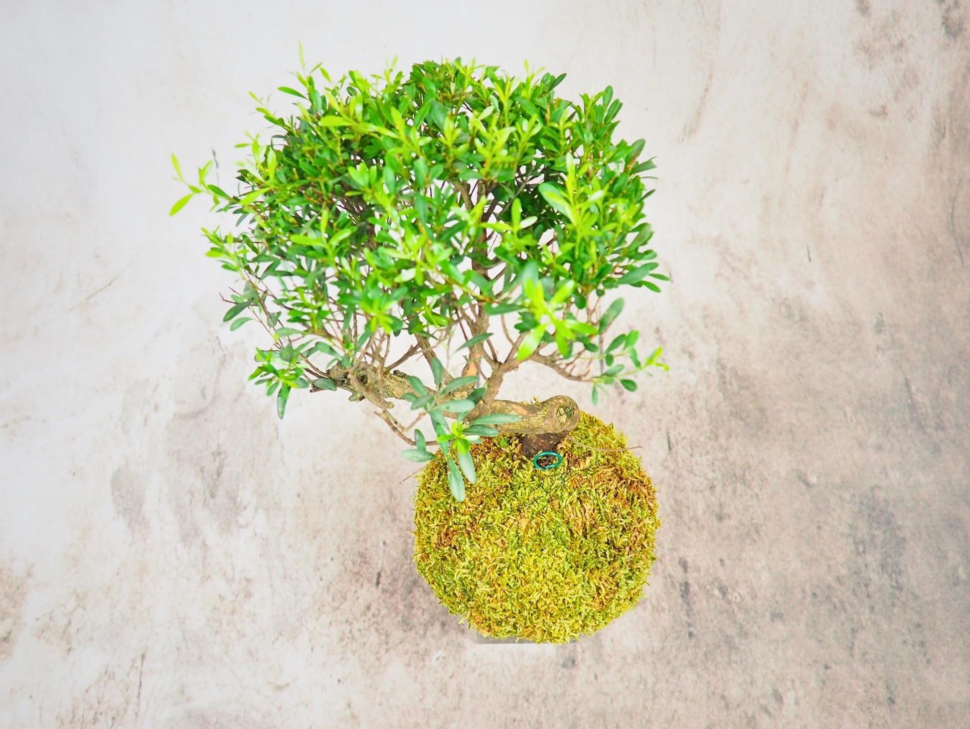 Mirto Syzygium Kokedama