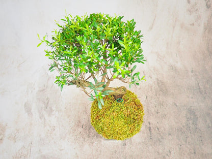 Mirto Syzygium Kokedama