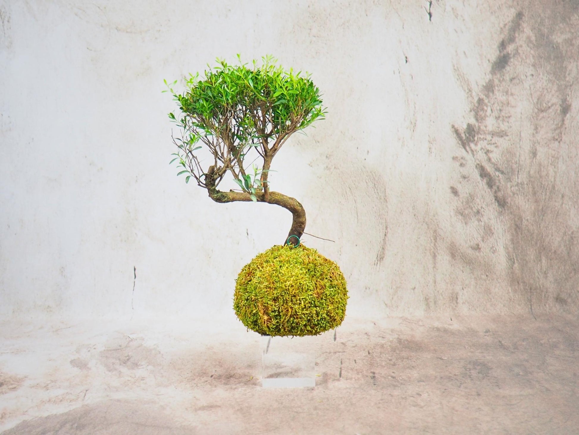 Mirto Syzygium Kokedama
