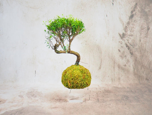 Mirto Syzygium Kokedama
