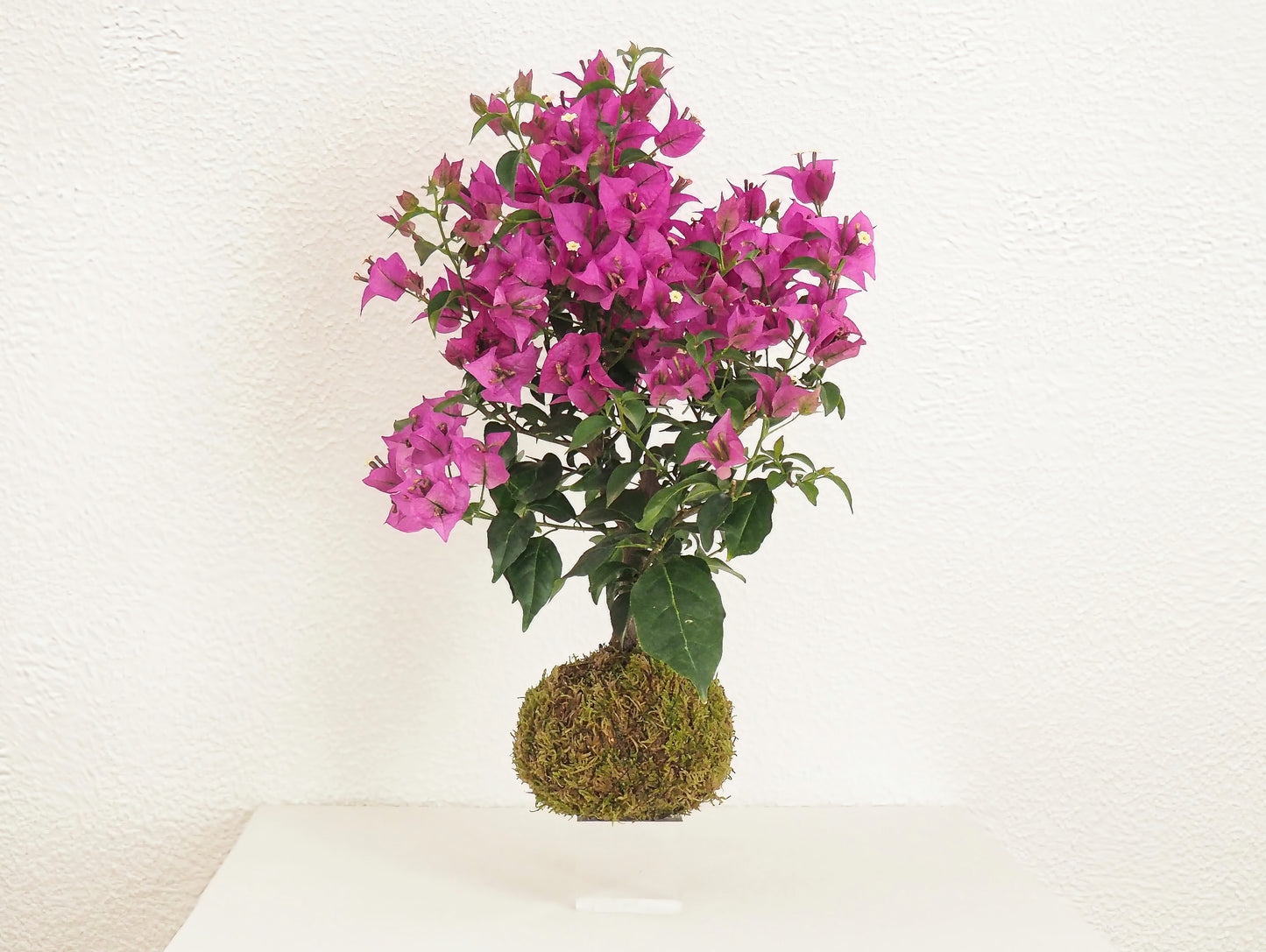 Bougainvillea Bonsai Kokedama