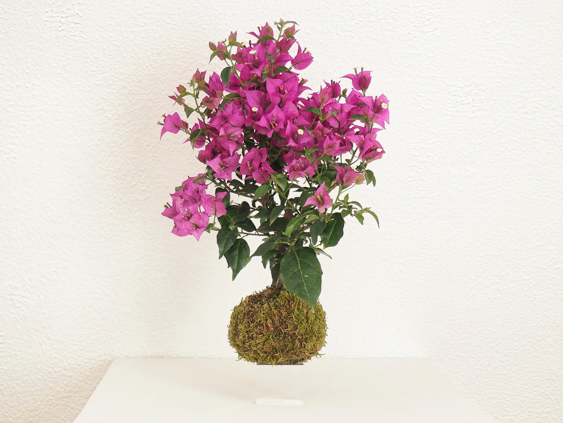Bougainvillea Bonsai Kokedama