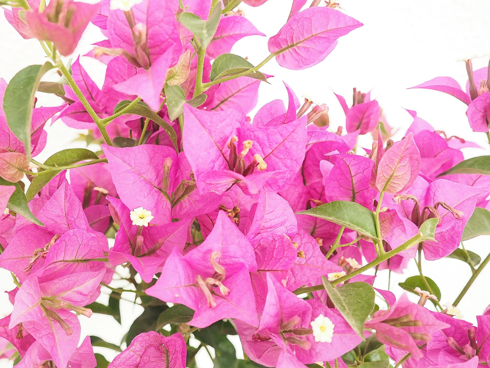 Bougainvillea Bonsai Kokedama