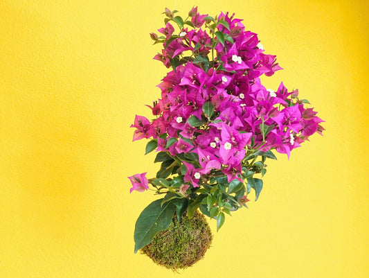 Bougainvillea Bonsai Kokedama