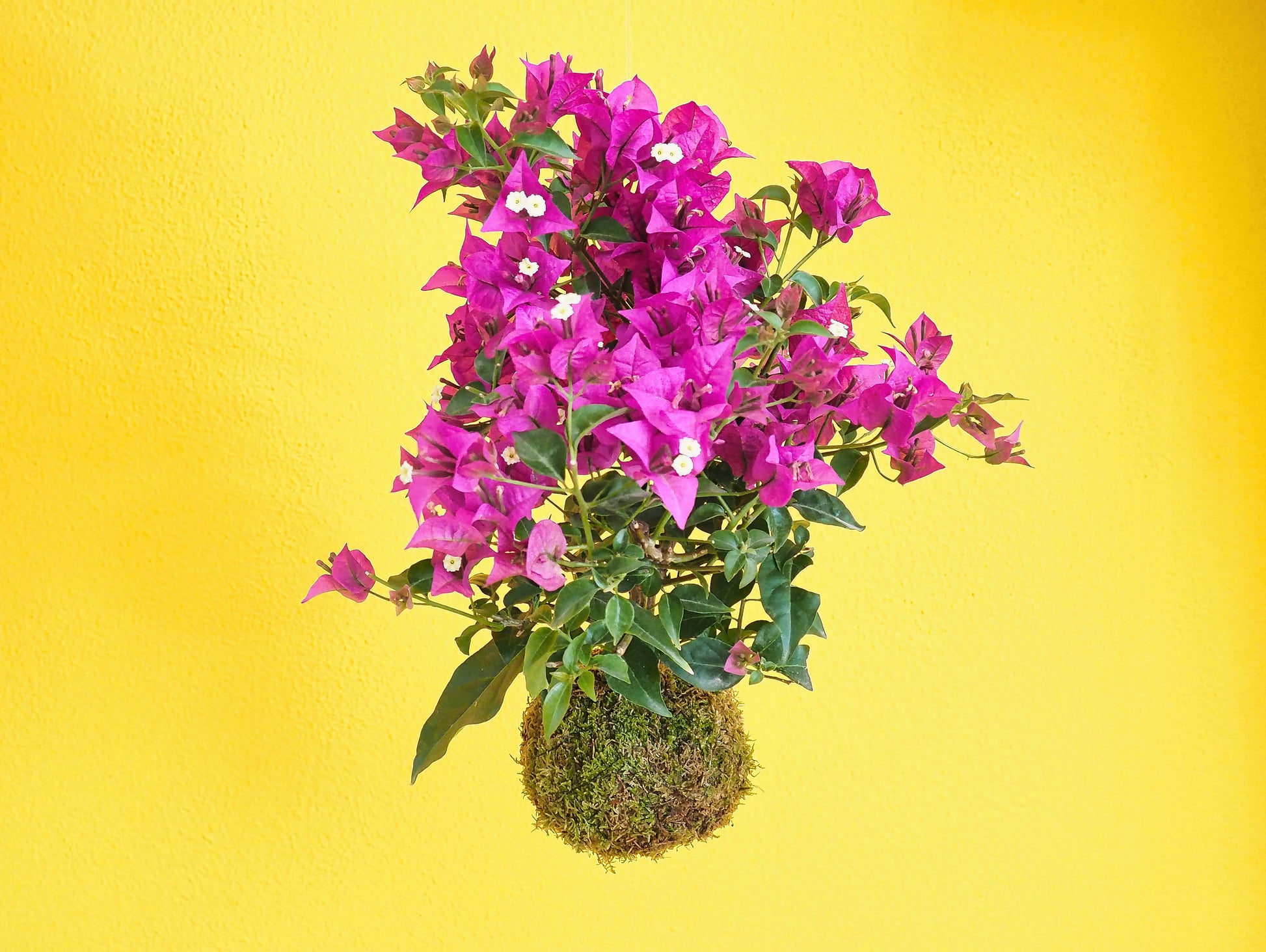 Bougainvillea Bonsai Kokedama