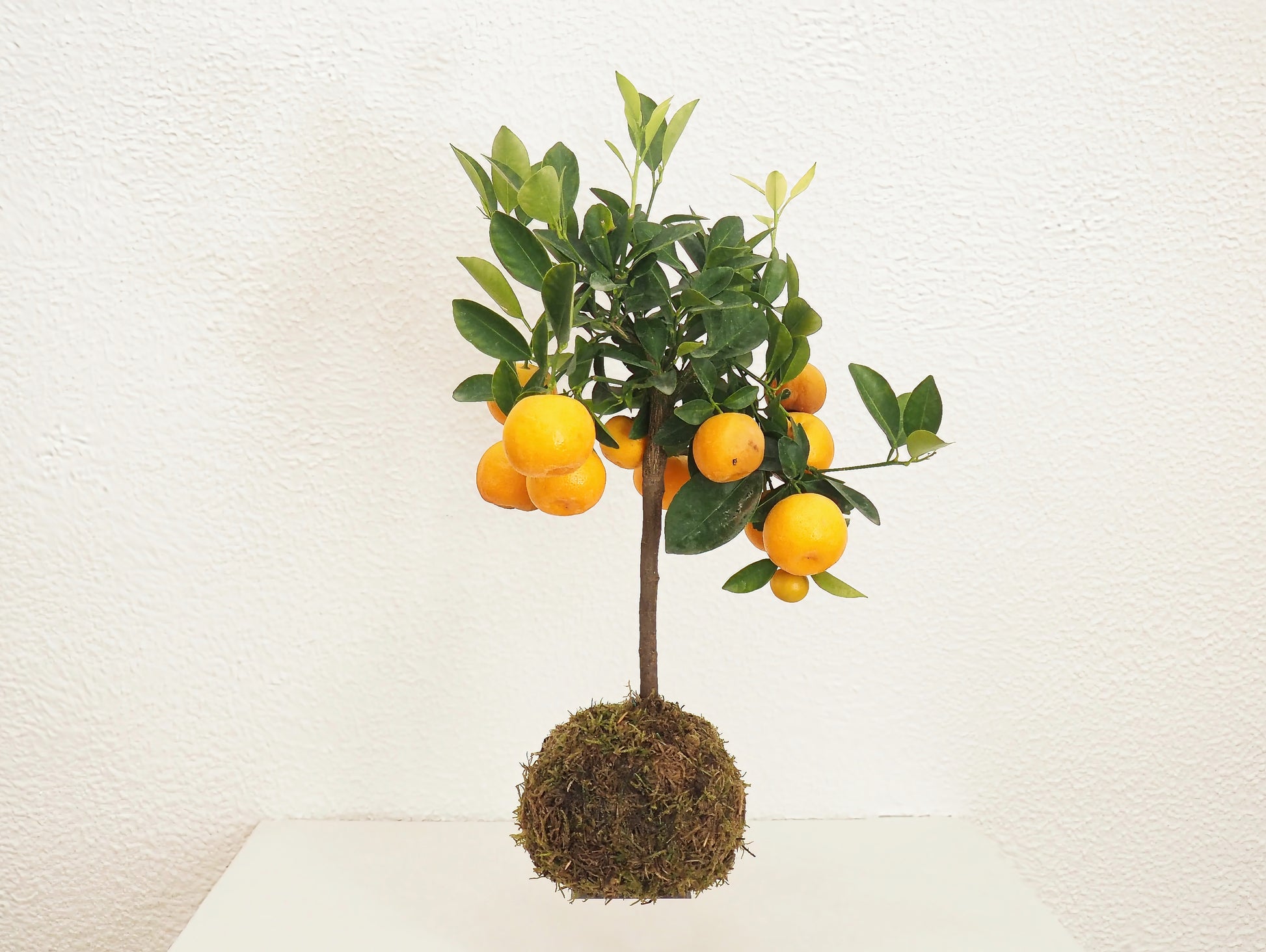 Calamondino Bonsai Kokedama