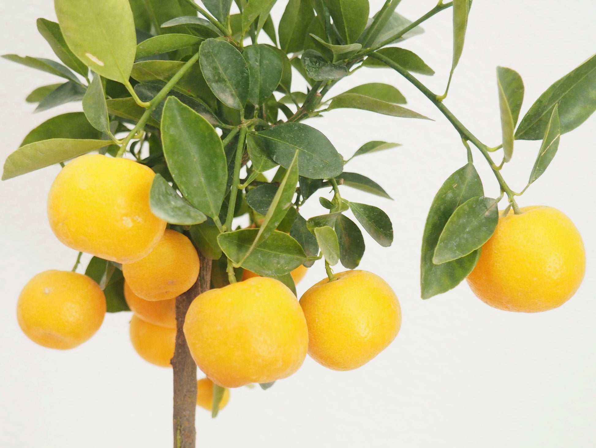 Calamondino Bonsai Kokedama