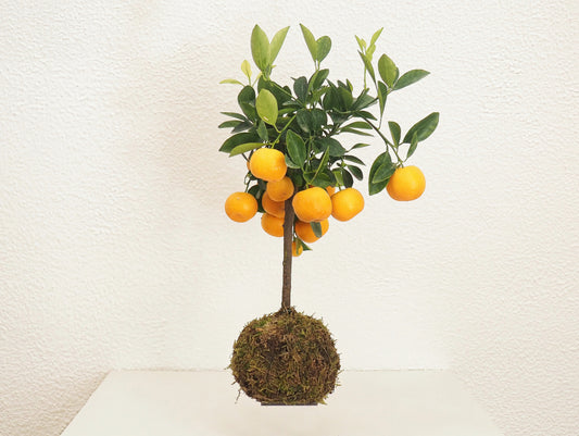 Calamondino Bonsai Kokedama