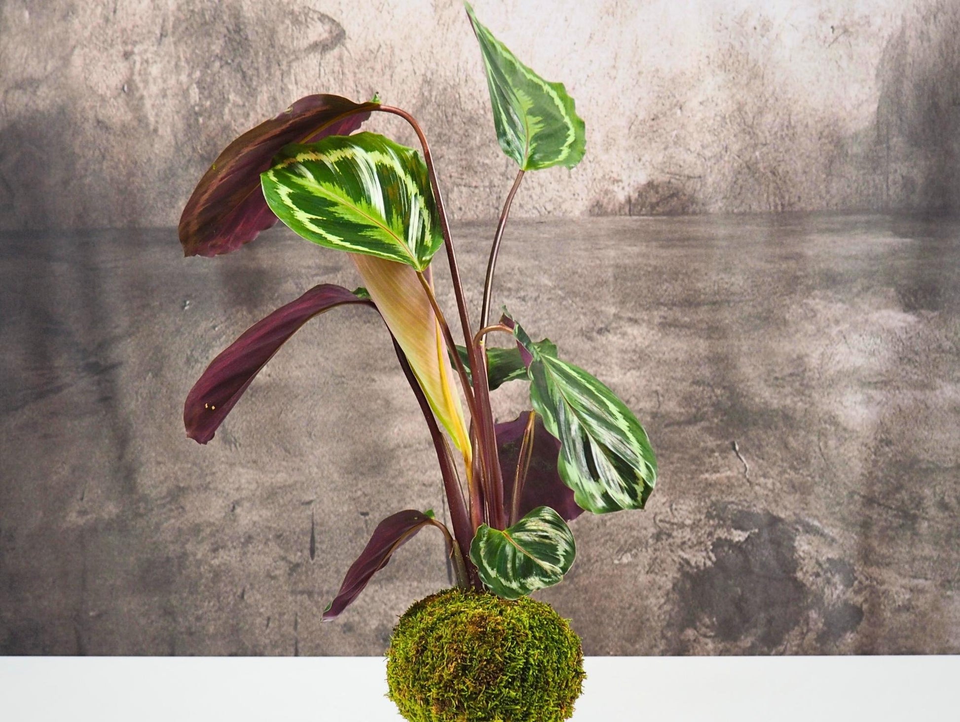 Calathea Medallion kokedama pianta da interno