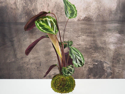 Calathea Medallion kokedama pianta da interno