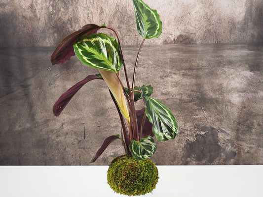 Calathea Medallion kokedama pianta da interno