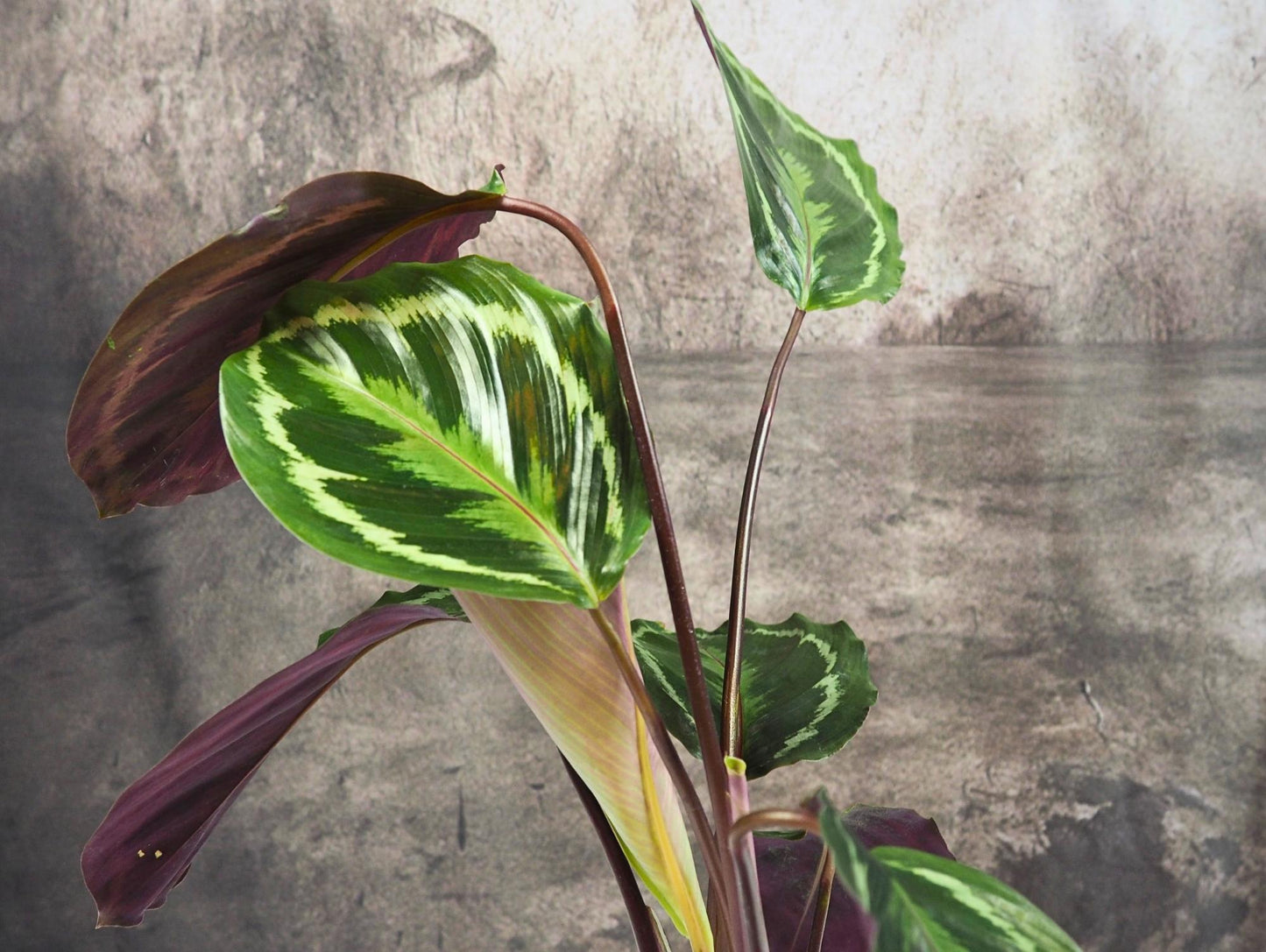 Calathea Medallion kokedama pianta da interno