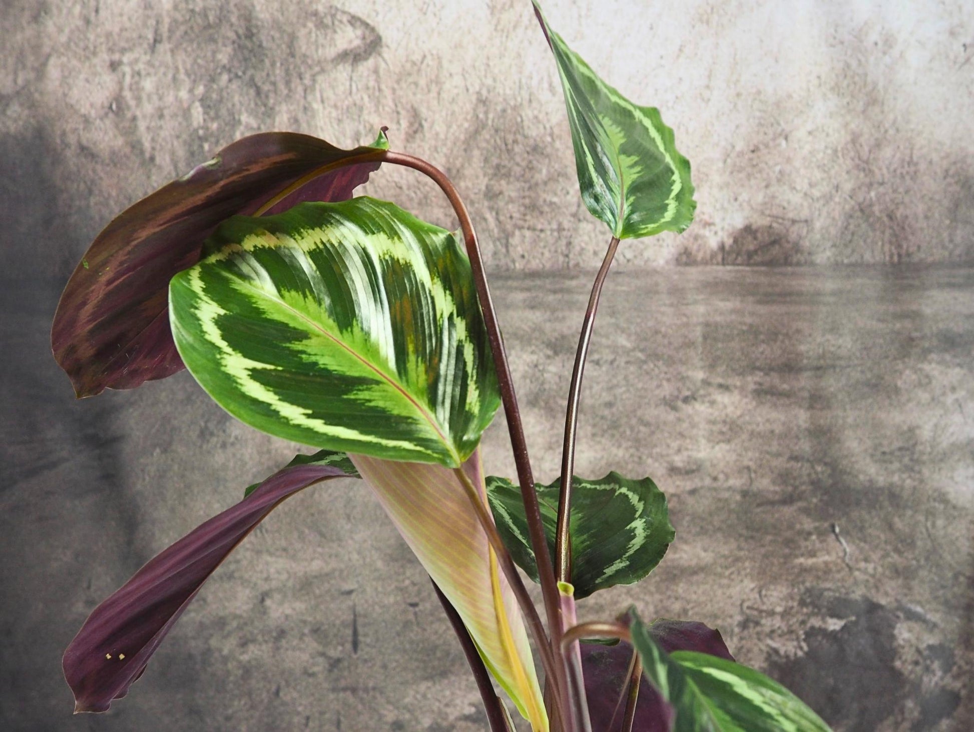 Calathea Medallion kokedama pianta da interno