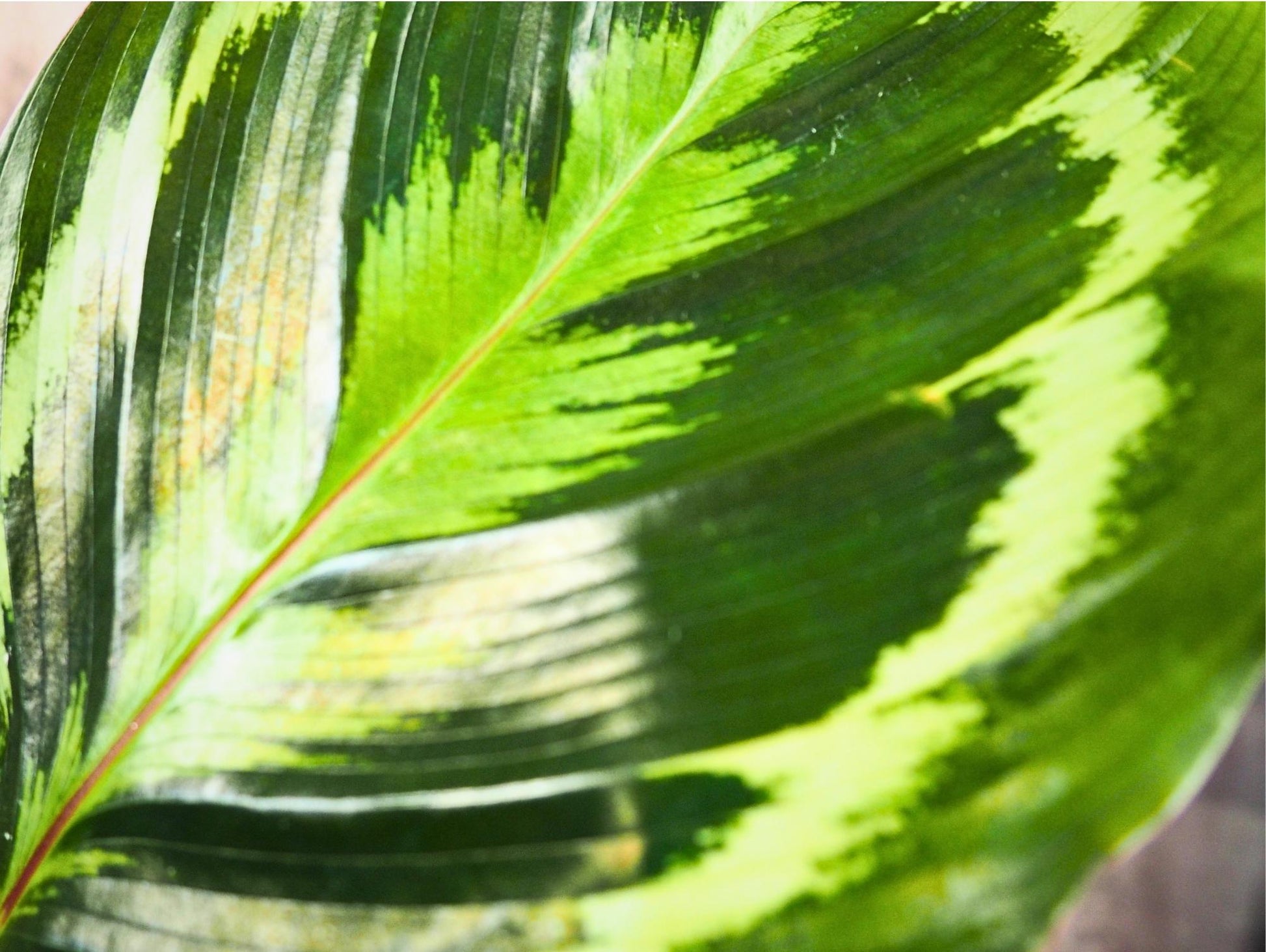 Calathea Medallion kokedama pianta da interno