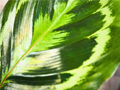 Calathea Medallion kokedama pianta da interno
