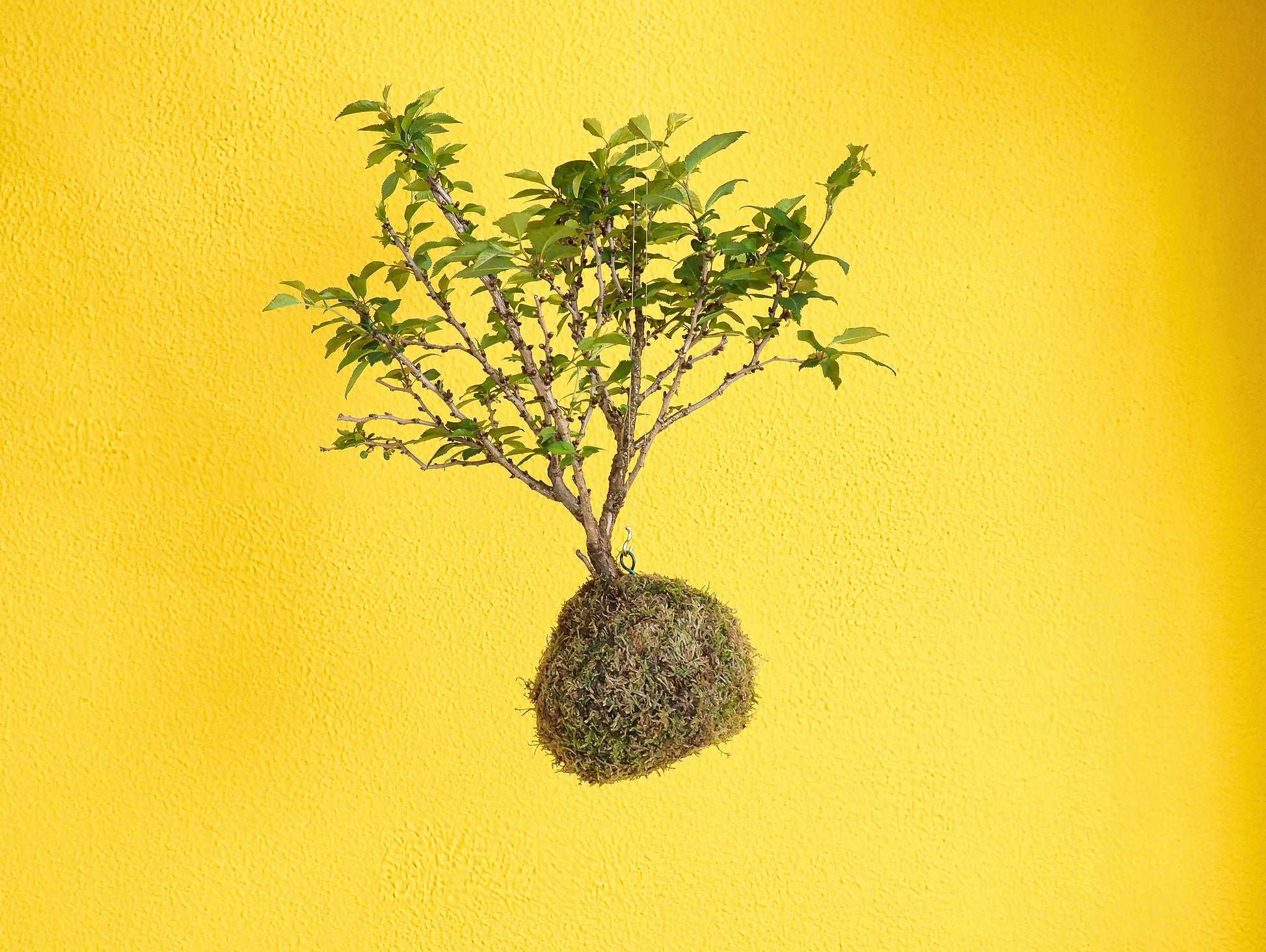 Ciliegio Giapponese Kokedama