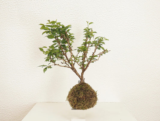 Ciliegio Giapponese Kokedama