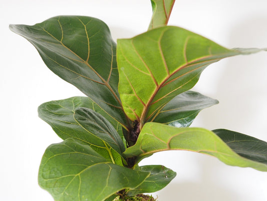 Ficus Lyrata Kokedama